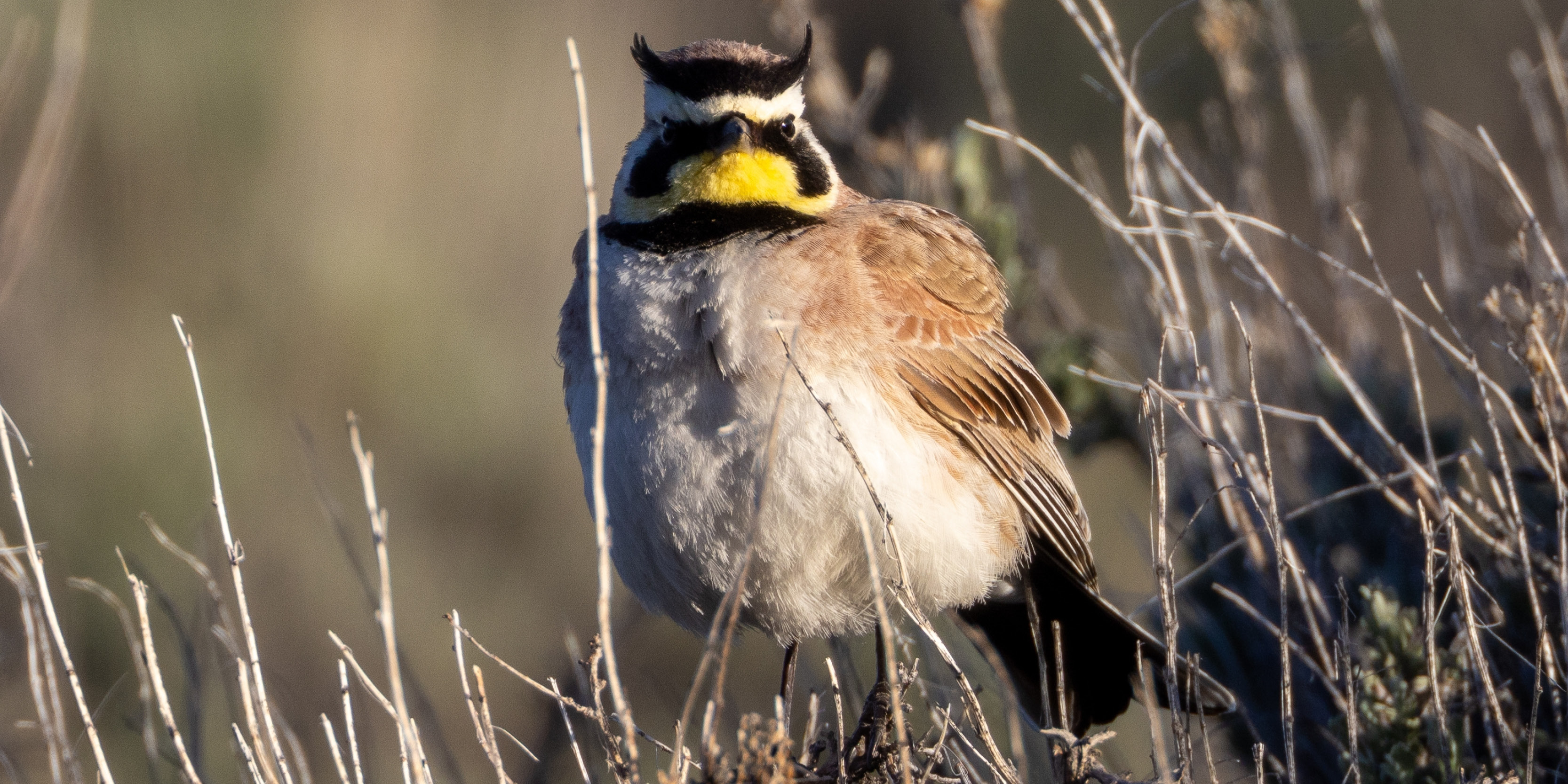 the-125th-christmas-bird-count-the-audubon-society-s-annual